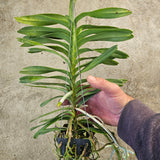 Vanda coerulea 'Pink'