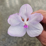 Vanda coerulea 'Pink'