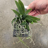 Gastrochilus obliquus