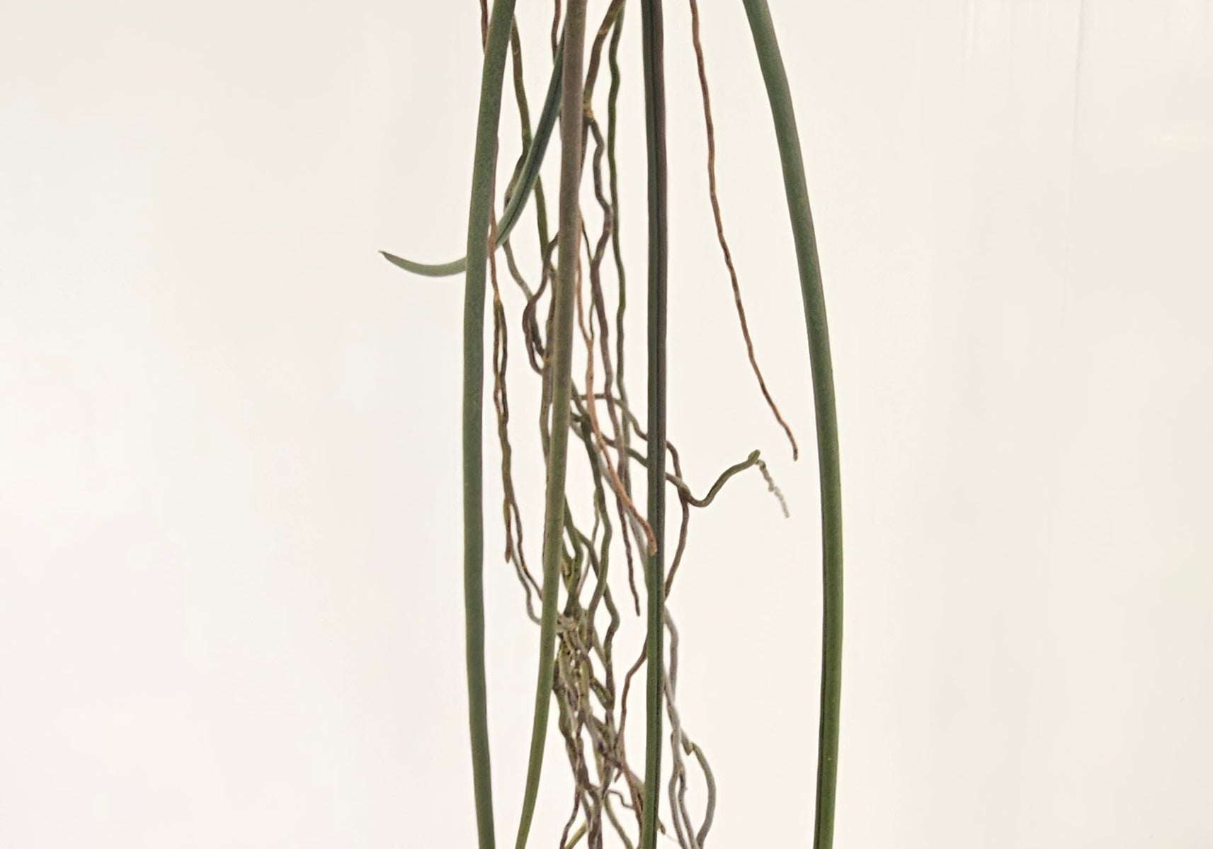 Paraphalaenopsis labukensis