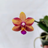 Phal Lime Mandarin