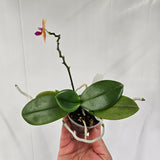 Phal Lime Mandarin