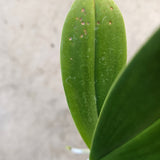 Phalaenopsis Little One (Phal. hygrochila x Phal. japonica)