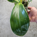 Phal gigantea x Phal Chienlung Gigan Cherry