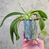 Phal gigantea x Phal Chienlung Gigan Cherry