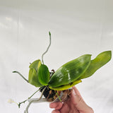 Phalaenopsis fimbriata