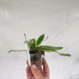 Phalaenopsis fimbriata