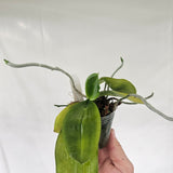 Phalaenopsis fimbriata