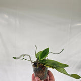 Phalaenopsis fimbriata