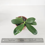 Phalaenopsis corningiana