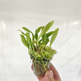 Bulbophyllum geniculiferum