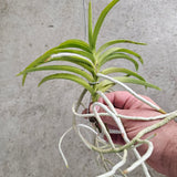 Vanda tessellata var semi-alba