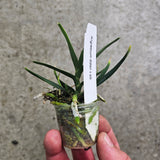 Angraecum didieri