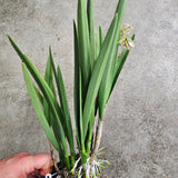 Brassavola Jairak Treasure 'Kakapo bird'