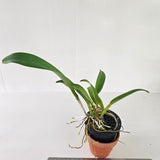 Rhyncholaeliocattleya Prada Green Deluxe