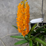 Vanda miniata (Syn. Ascocentrum miniatum)