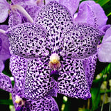 Vanda Yano Blue