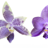 Phal. KS Blue Ludde 'Big Spots' x Mainshow Sapphire 'Best' (QA128)
