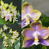 Phal. Yang Yang Pink Mary x Mituo Reflex x Dragon’Blue-2’
