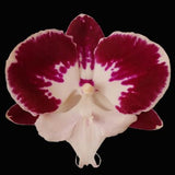 Phal. Thinkerbell