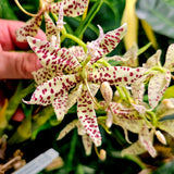 Cycnoches pentadactylon 'MOC1'