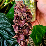 Catasetum ivaneae 'MOC1'