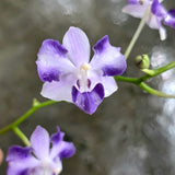 Phalaenopsis pulcherrima f. coerulea (x sib.)