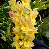 Catasetum Denti Dots 'MOC1'
