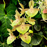 Catasetum David and Lee XOXO 'MOC2'