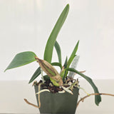 Lc. Tiny Blue (Lc. Mini Blue Star 'SVO Blues' HCC/AOS x Lc. Mini Purple 'Coerulea 4N')