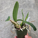 Lc. Tiny Blue (Lc. Mini Blue Star 'SVO Blues' HCC/AOS x Lc. Mini Purple 'Coerulea 4N')