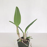 Lc. Mini Blue Star (Lc. Mini Purple 'Coerulea 4n' x Lc. Cornelia 'Floralia')