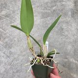 Lc. Mini Blue Star (Lc. Mini Purple 'Coerulea 4n' x Lc. Cornelia 'Floralia')