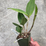 Lc. Jungle Elf x C. Caudebec) 'SVO' x Slc. Katherine Clarkson 'Solar Spots' HCC/AOS