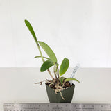 Lc. Elegans 'Leviathan' x C. tigrina (leopoldii) f. coerulea 'Kathleen' JC/AOS