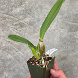 Lc. Mini Blue Star (Lc. Cornelia 'Floralia' x Lc. Mini Purple 'Coerulea 4n')