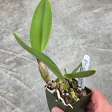 Lc. Cornelis' Love (Lc. Cornelia 'Floralia' x Lc. Love Knot 'SVO' HCC/AOS)