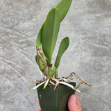 Lc. Cornelia  'Floralia' x Lc. Indigo Love 'Blue Saphire'