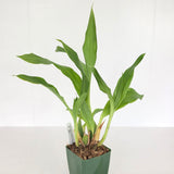 Gptm. Arelene Armour 'Conching' AM/AOS x self