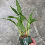 Gptm. Arelene Armour 'Conching' AM/AOS x self