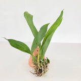 Coryanthes Mamadon