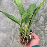 Coryanthes Mamadon