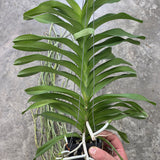Vanda coerulea x Pakchong Newland