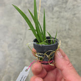 Tolumnia Jairak Flyer 'Orange butter'