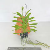 Vanda coerulea