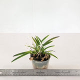 Vanda falcata kenkoku 建国