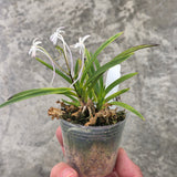 Vanda falcata kenkoku 建国
