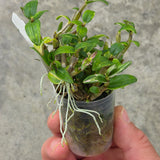 Dendrobium moniliforme Yuuten 幽天 (dwarf variegated)