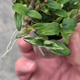 Dendrobium moniliforme Yuuten 幽天 (dwarf variegated)