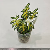 Dendrobium moniliforme Hakutsuru 白鶴